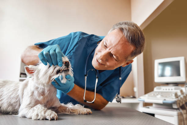 Best Emergency Denture Repair in Mcdade, TX